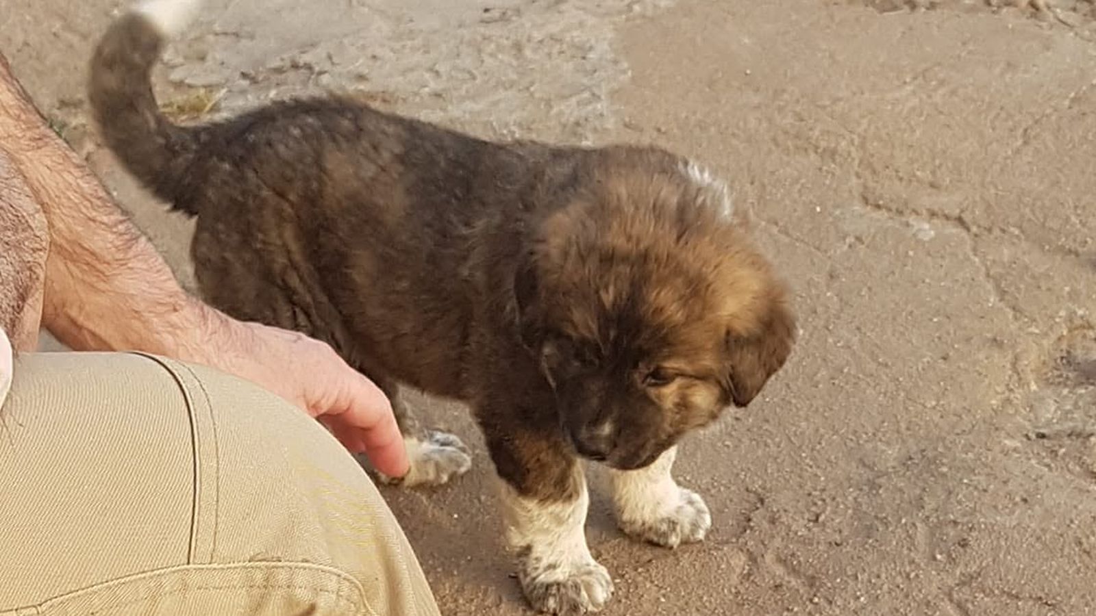 perro