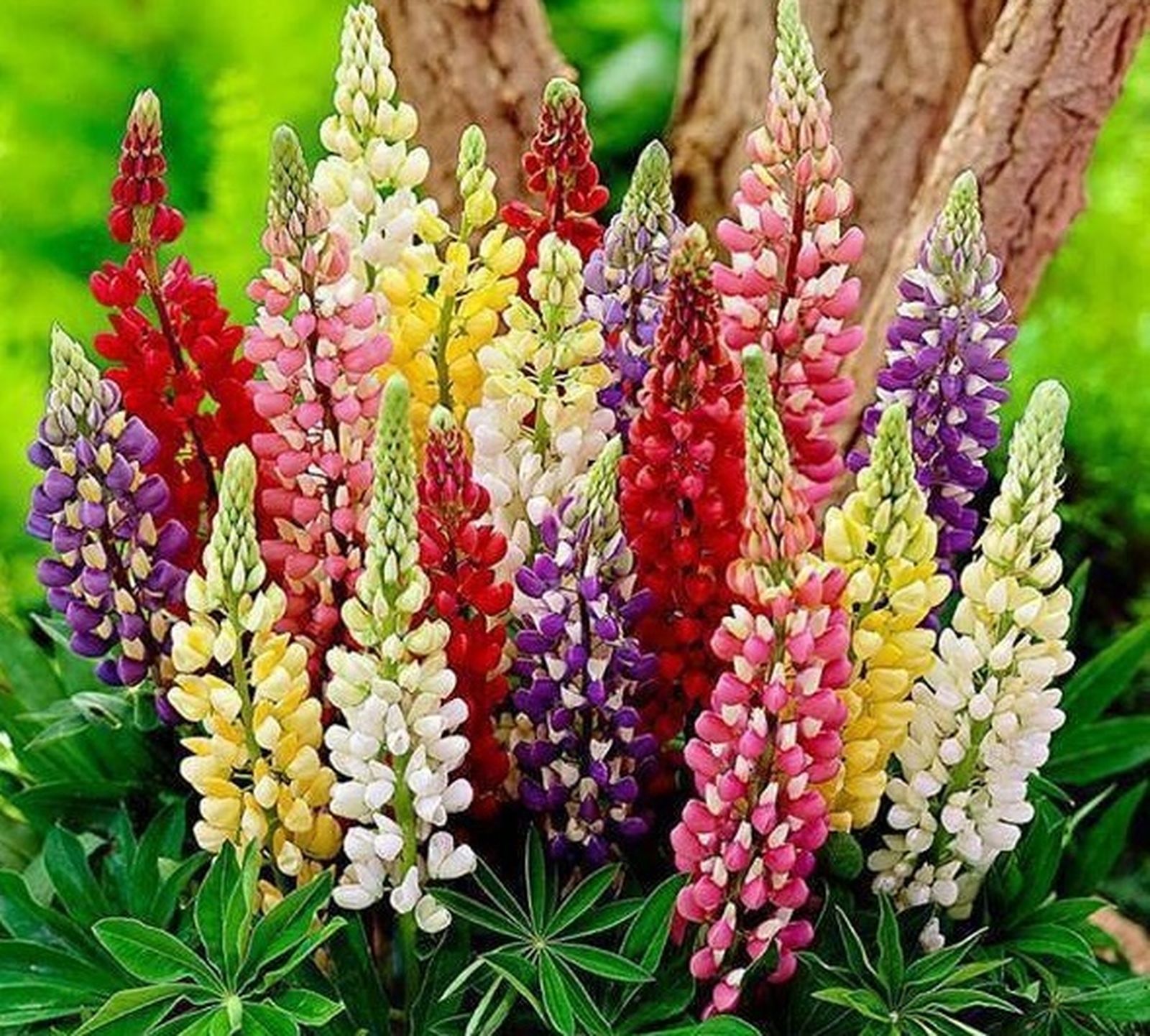 22 de Mayo: Mes de María