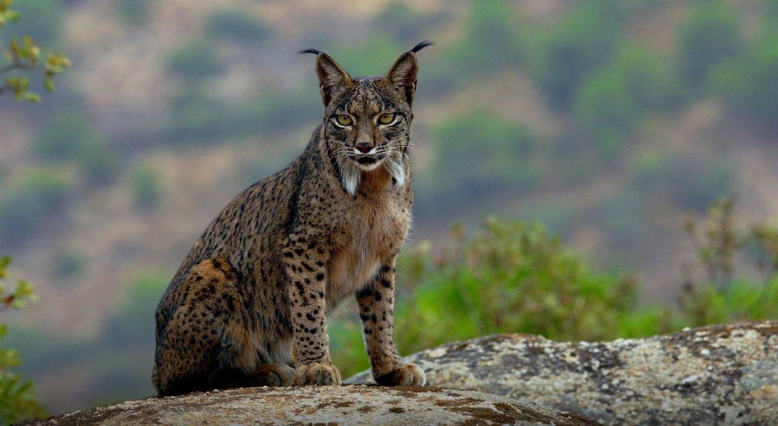 Lince ibérico