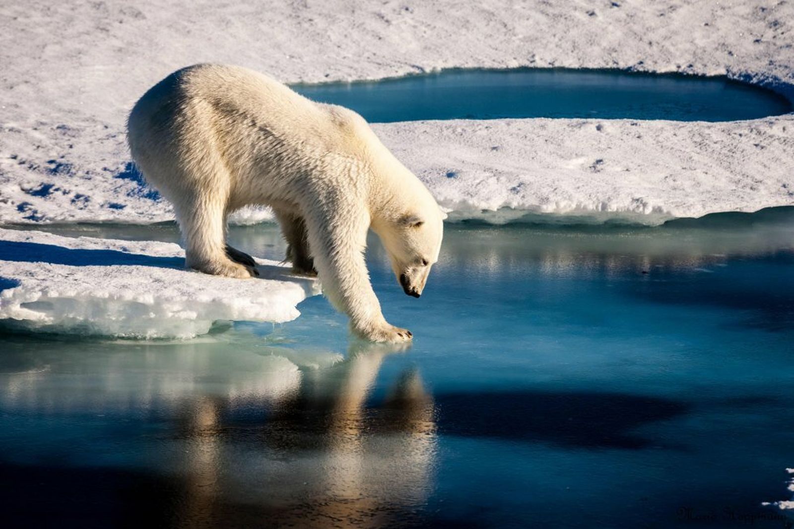 Un oso polar prueba el frágil hielo
