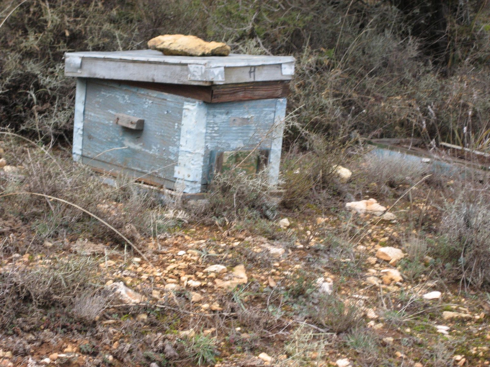 XIII Domingo del Tiempo Ordinario