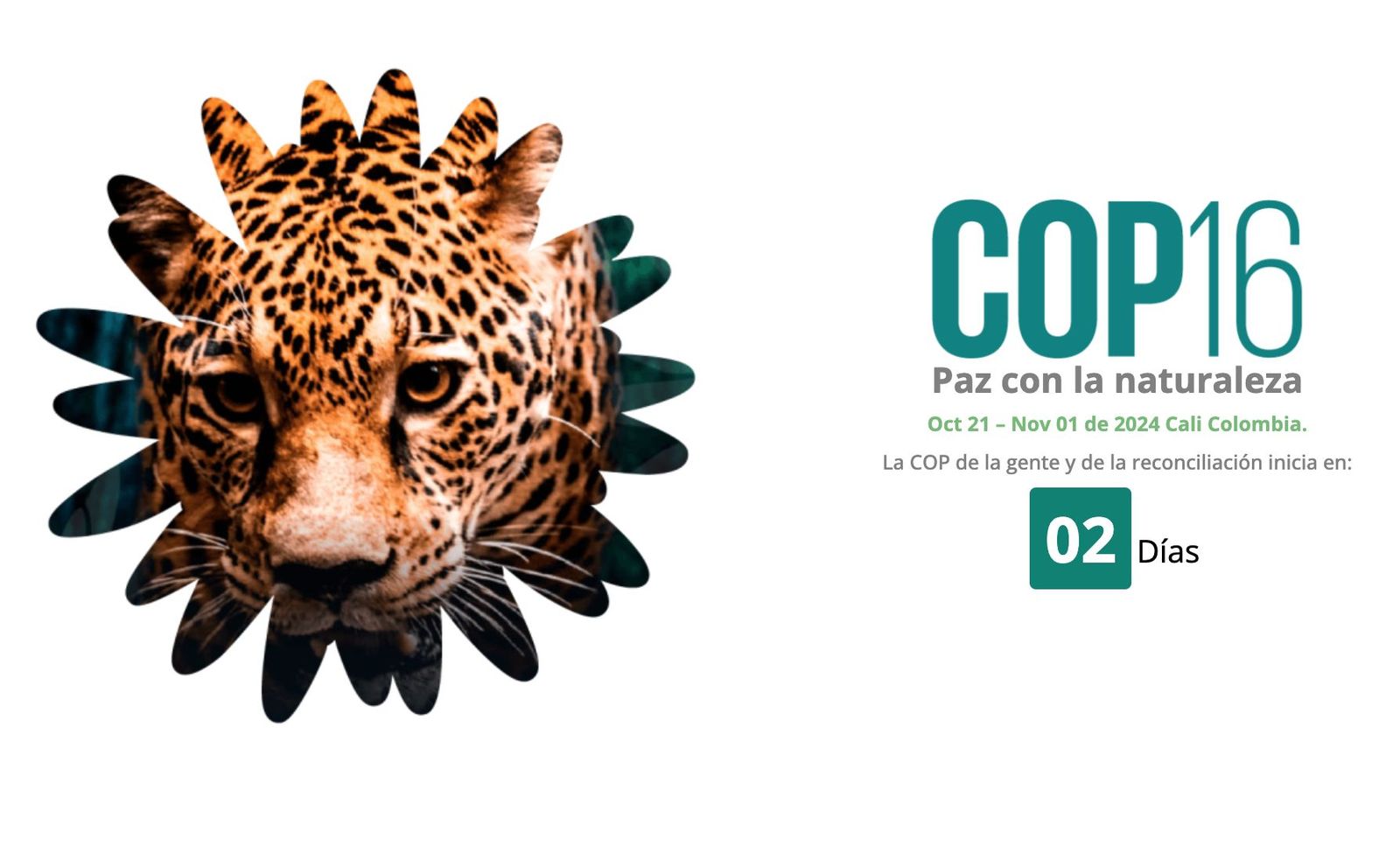 COP16