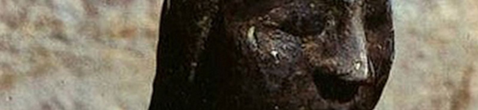 ave-regina-barbarino