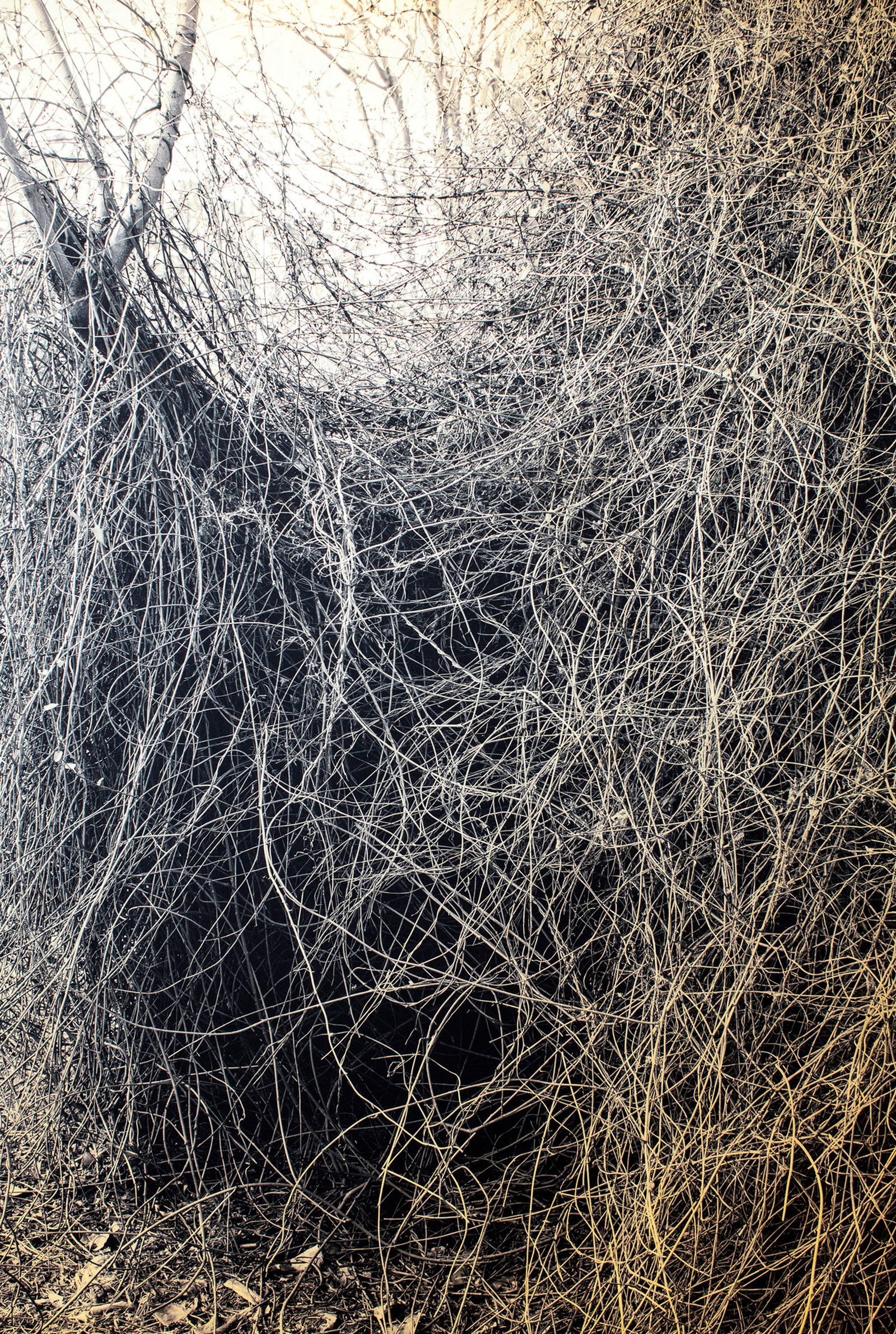 Noeuds, de Paula Anta