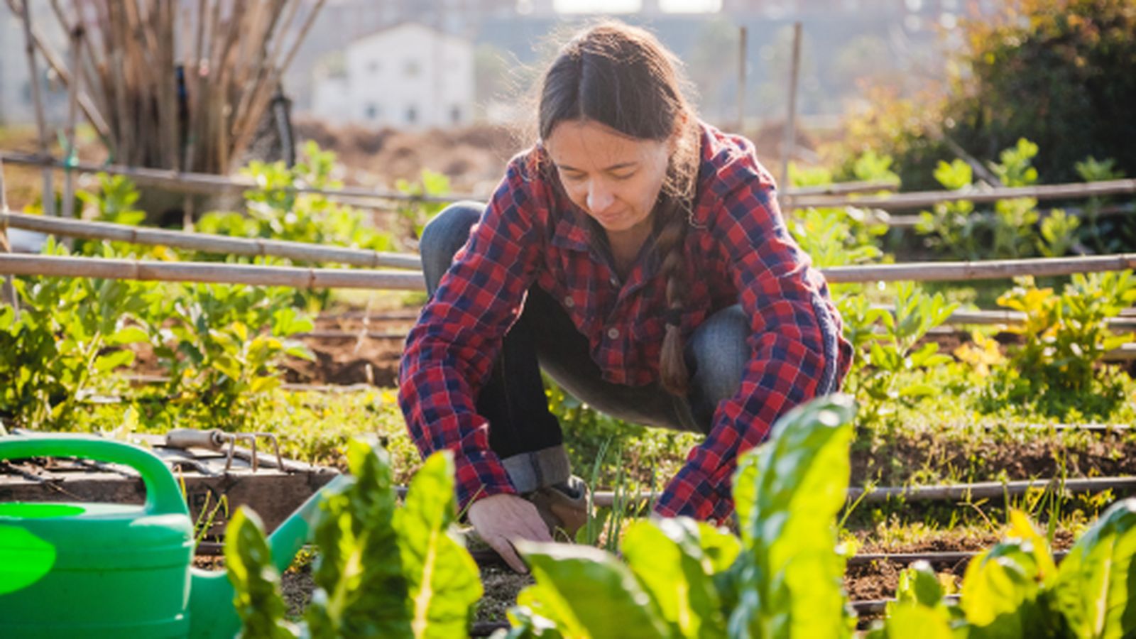 Soberanía alimentaria y agroecología