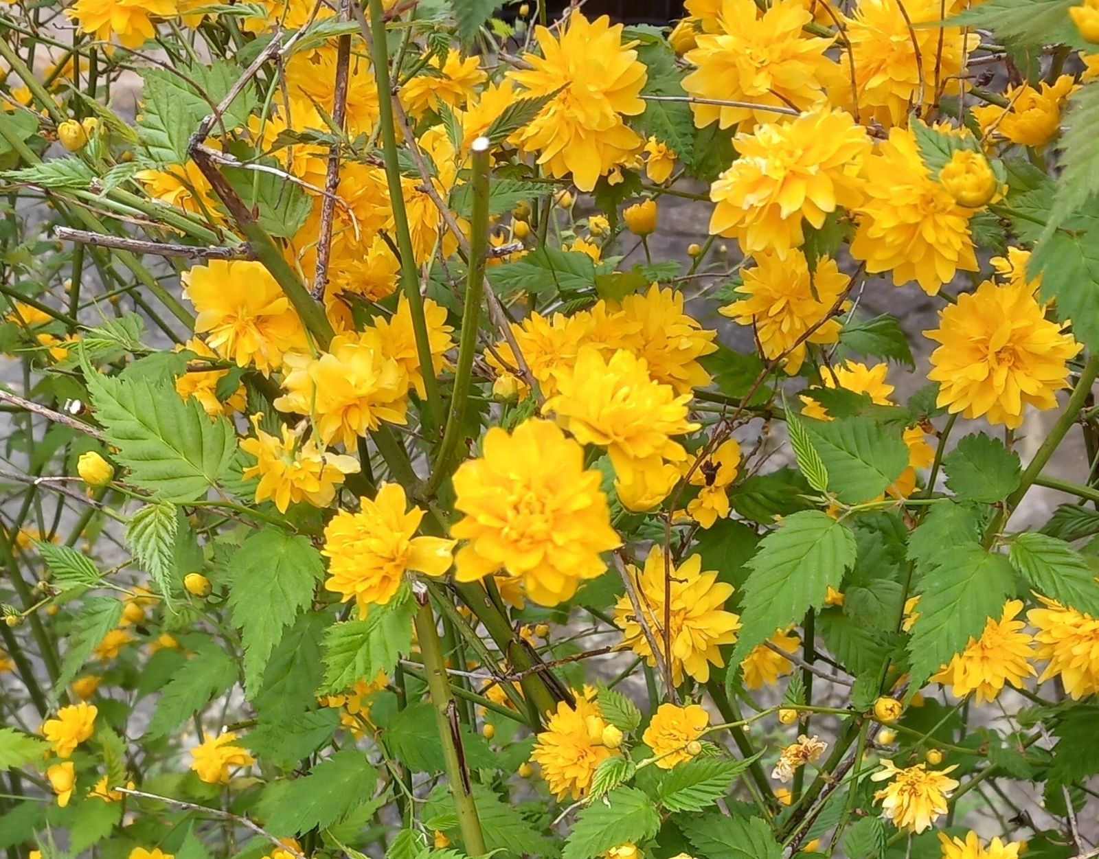 20 de mayo: Mes de María