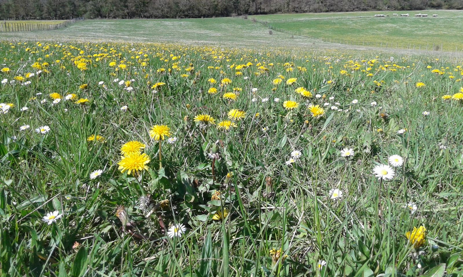 Camino de Luz, primera etapa