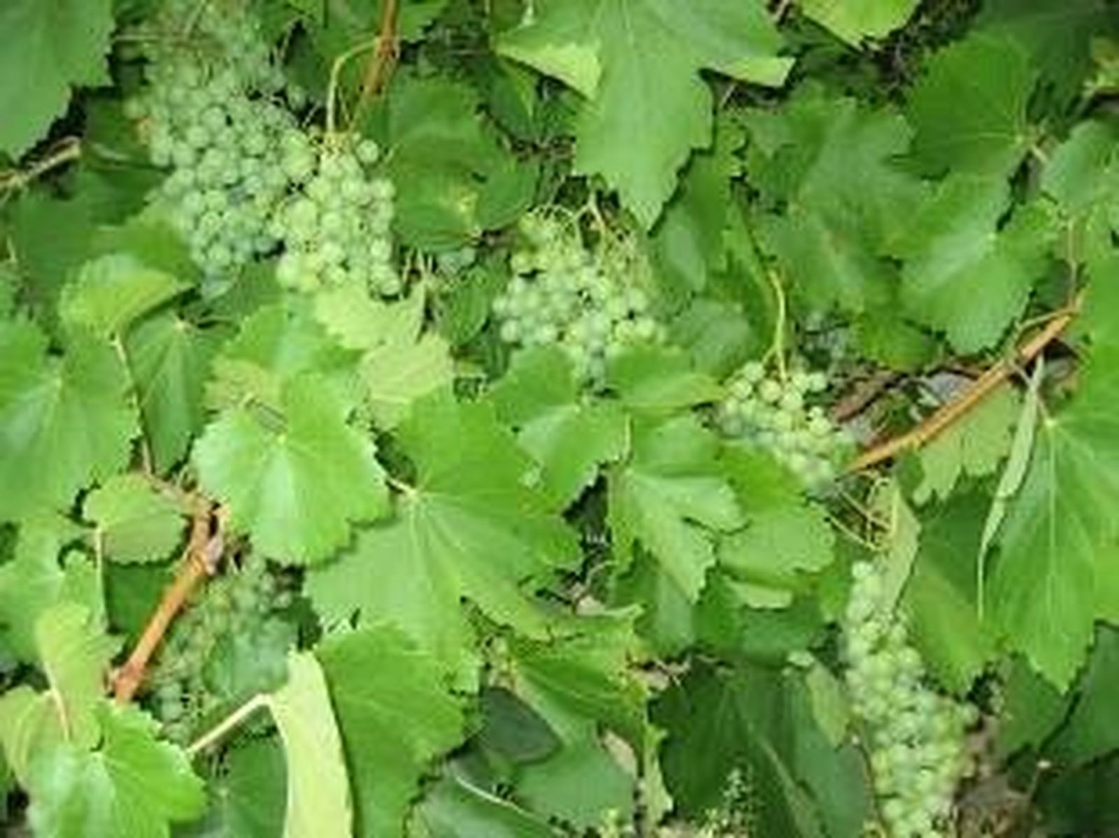 17ª Etapa - II Viernes de Cuaresma