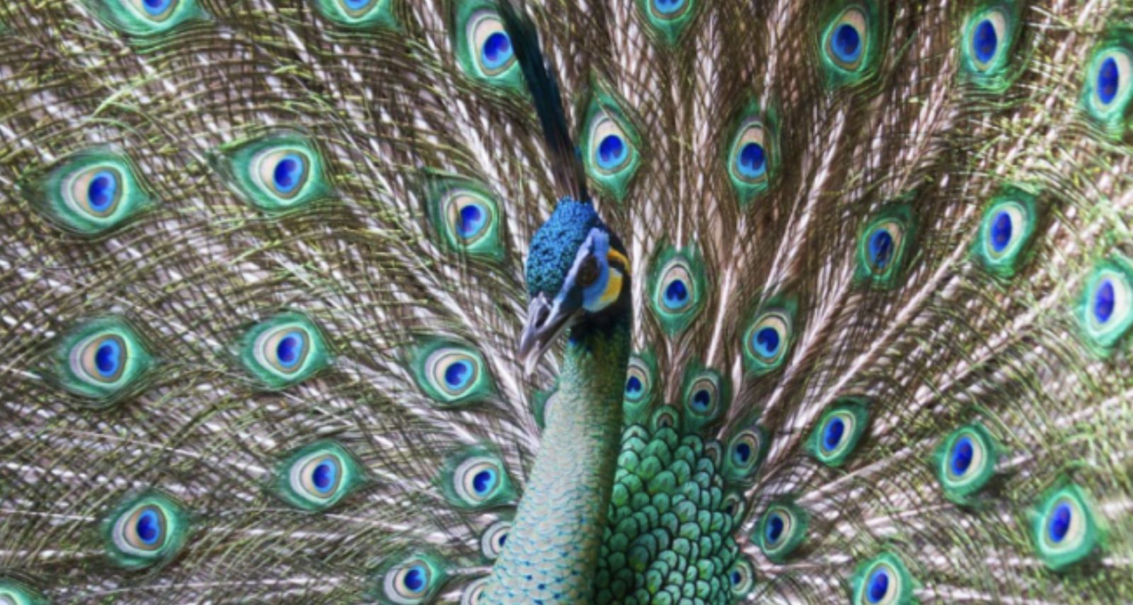 Vanidad de vanidades