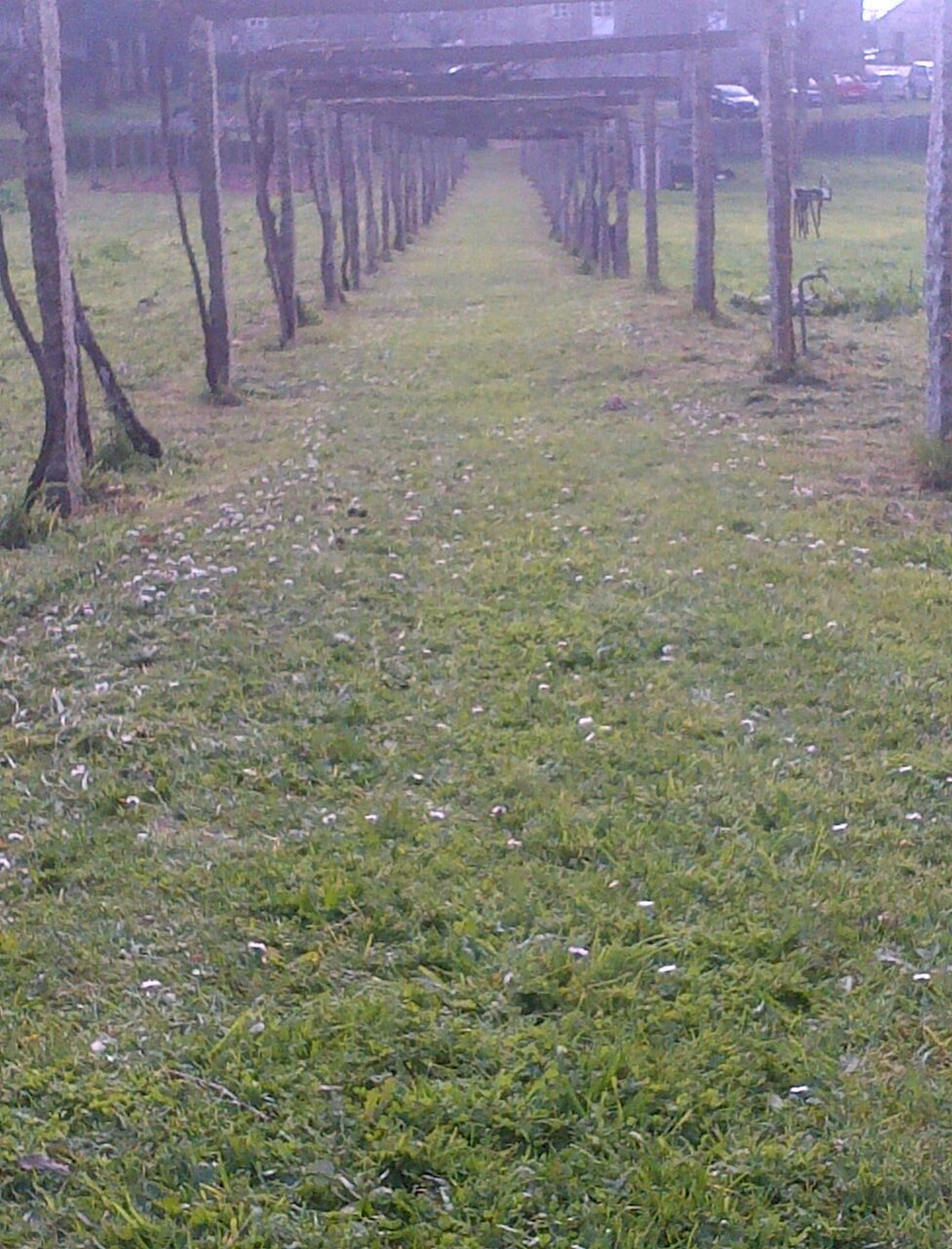 XXVII Domingo del Tiempo Ordinario