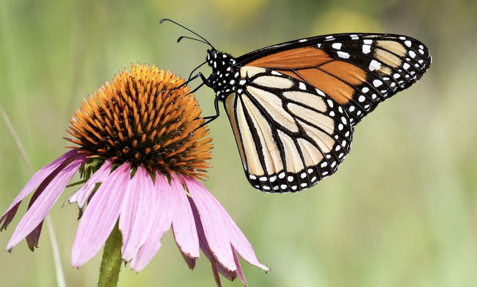 Mariposa monarca