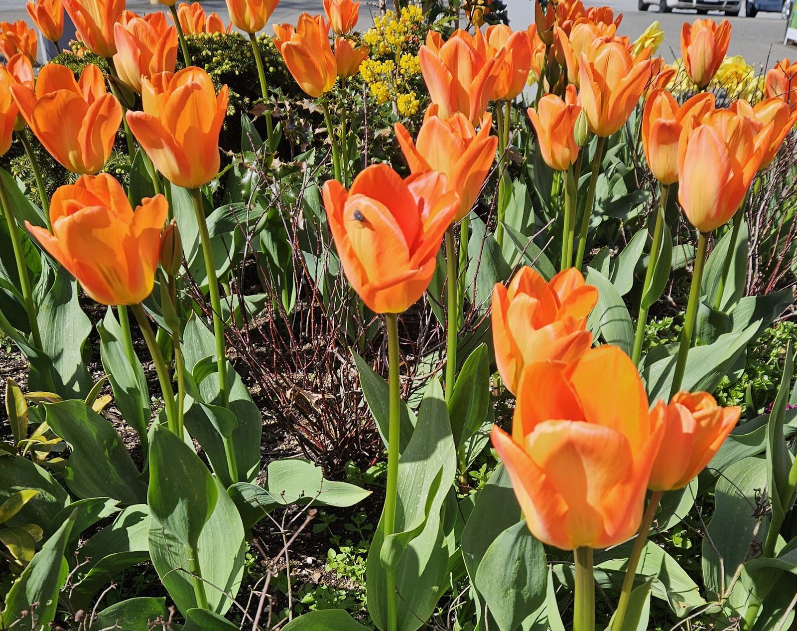 tulipanes