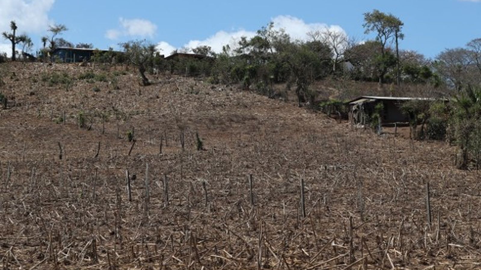 La aldea Valencia, parroquia Nuestra Señora de la Medalla Milagrosa, Jutiapa, como la mayoría de las comunidades en el corredor seco, sufren las consecuencias de la sequía. (Foto Prensa Libre: Esbin García)