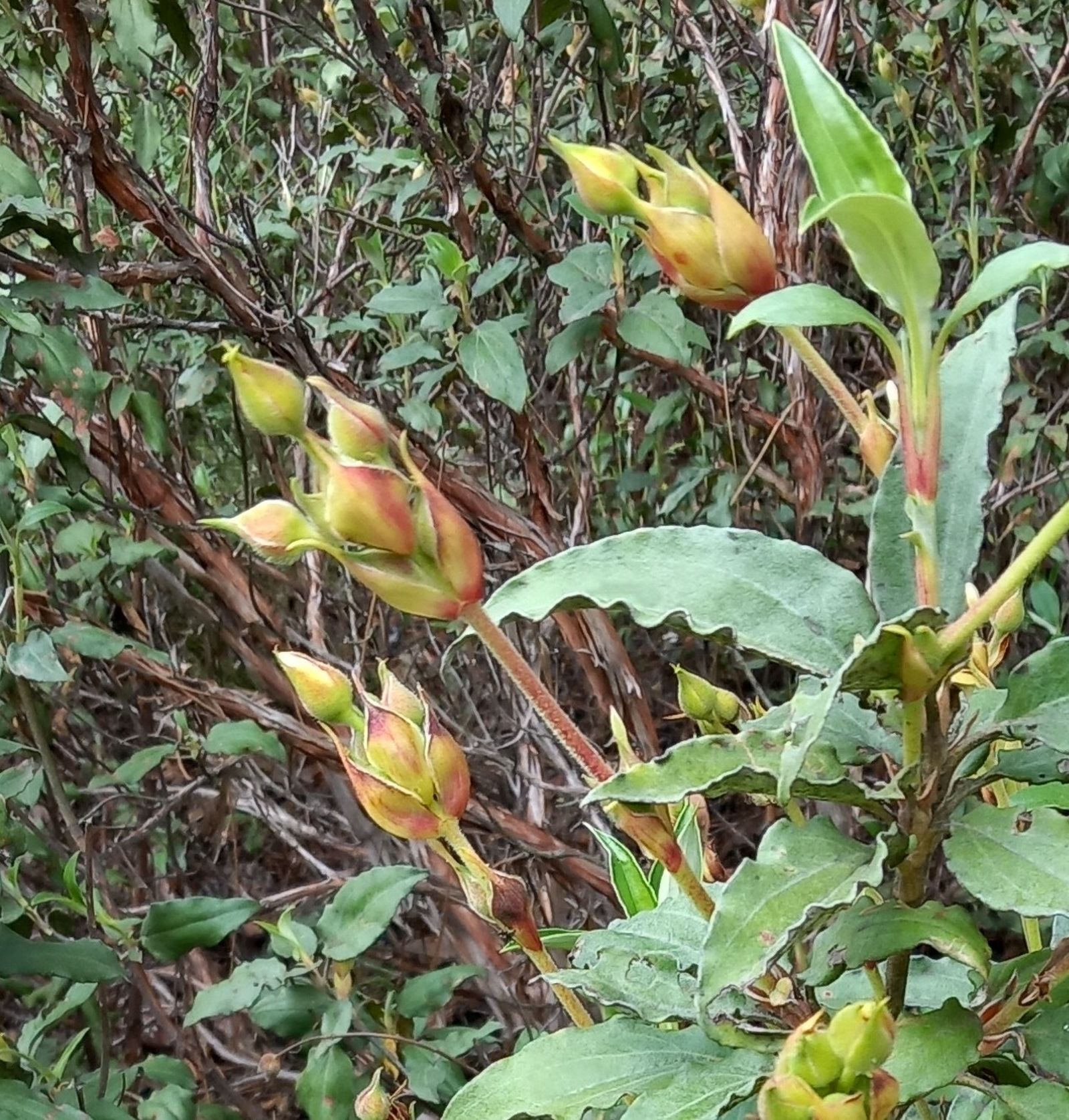 01 I Domingo Adviento