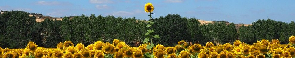 girasolesmontaniapalentina (1)