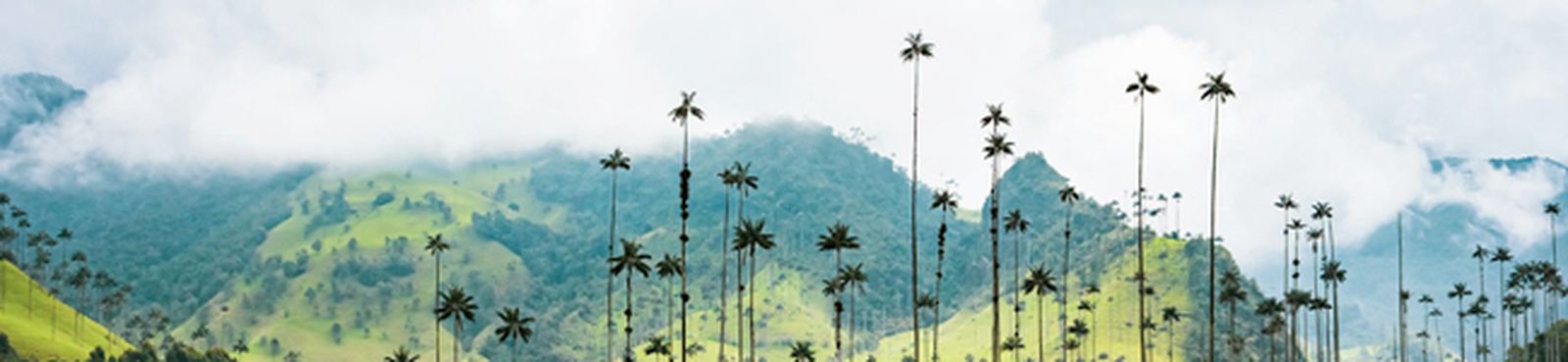 bach-perrachio-bwv711