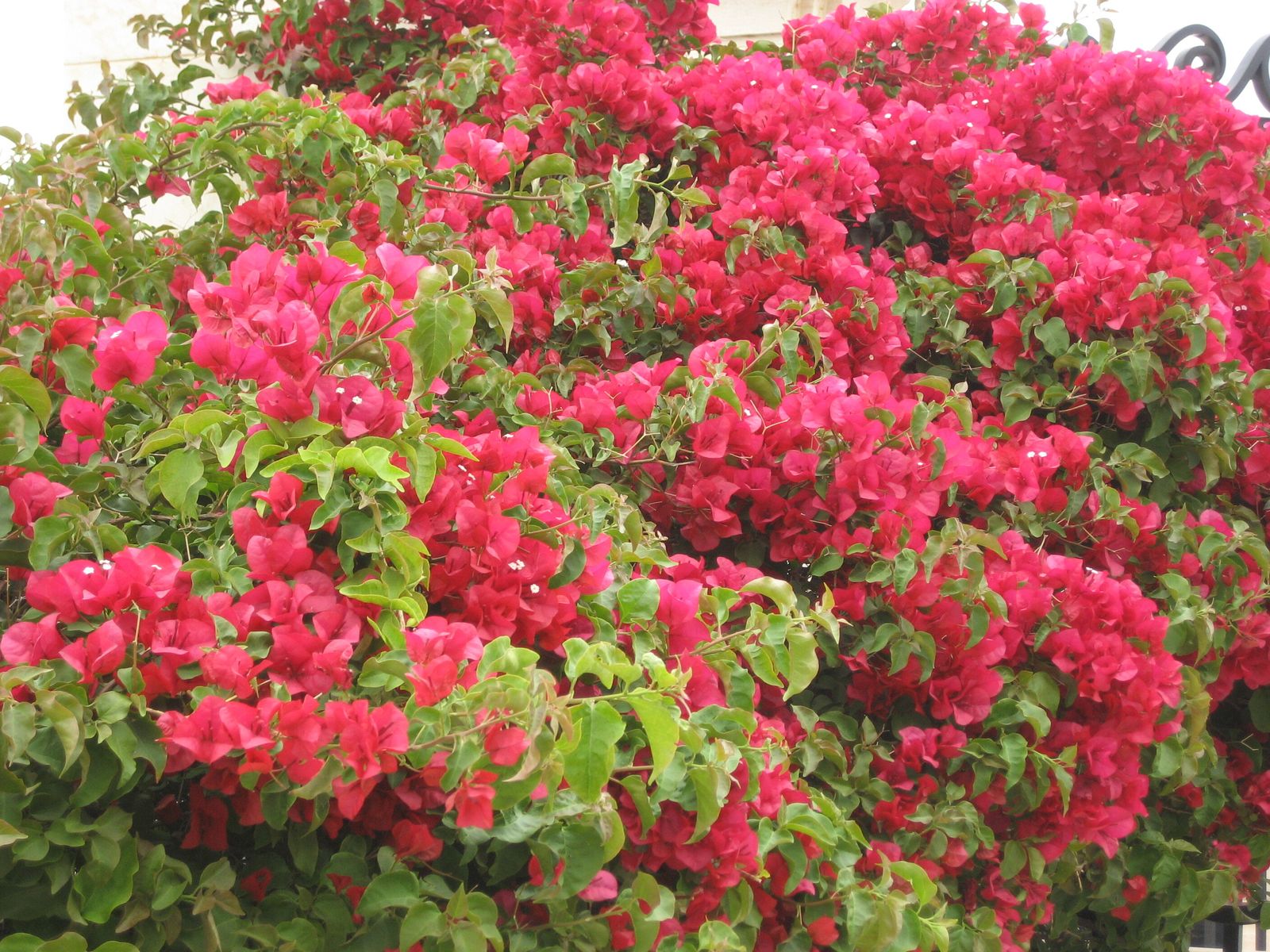 XIV Domingo del Tiempo Ordinario