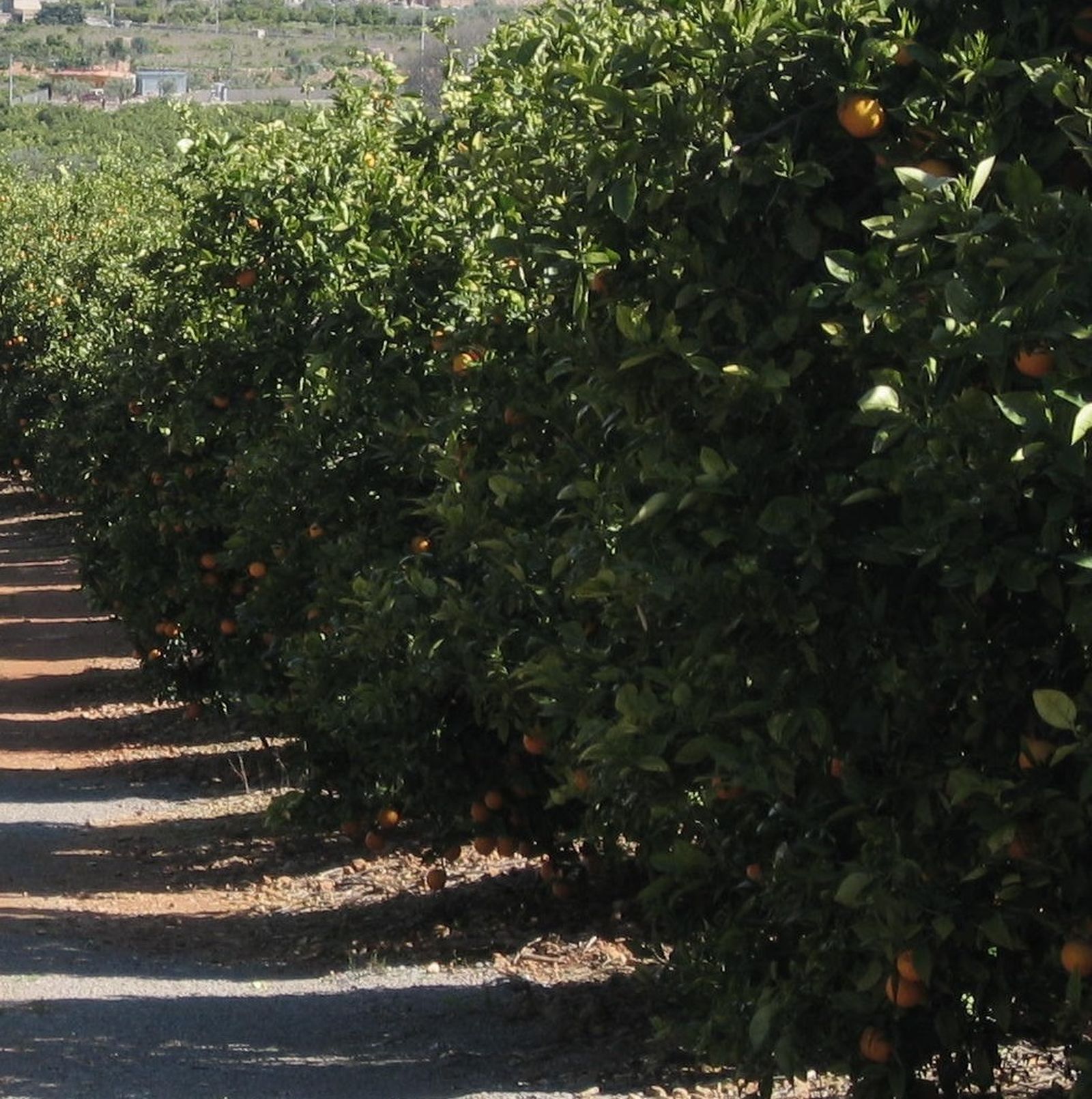 15 III Domingo de Adviento