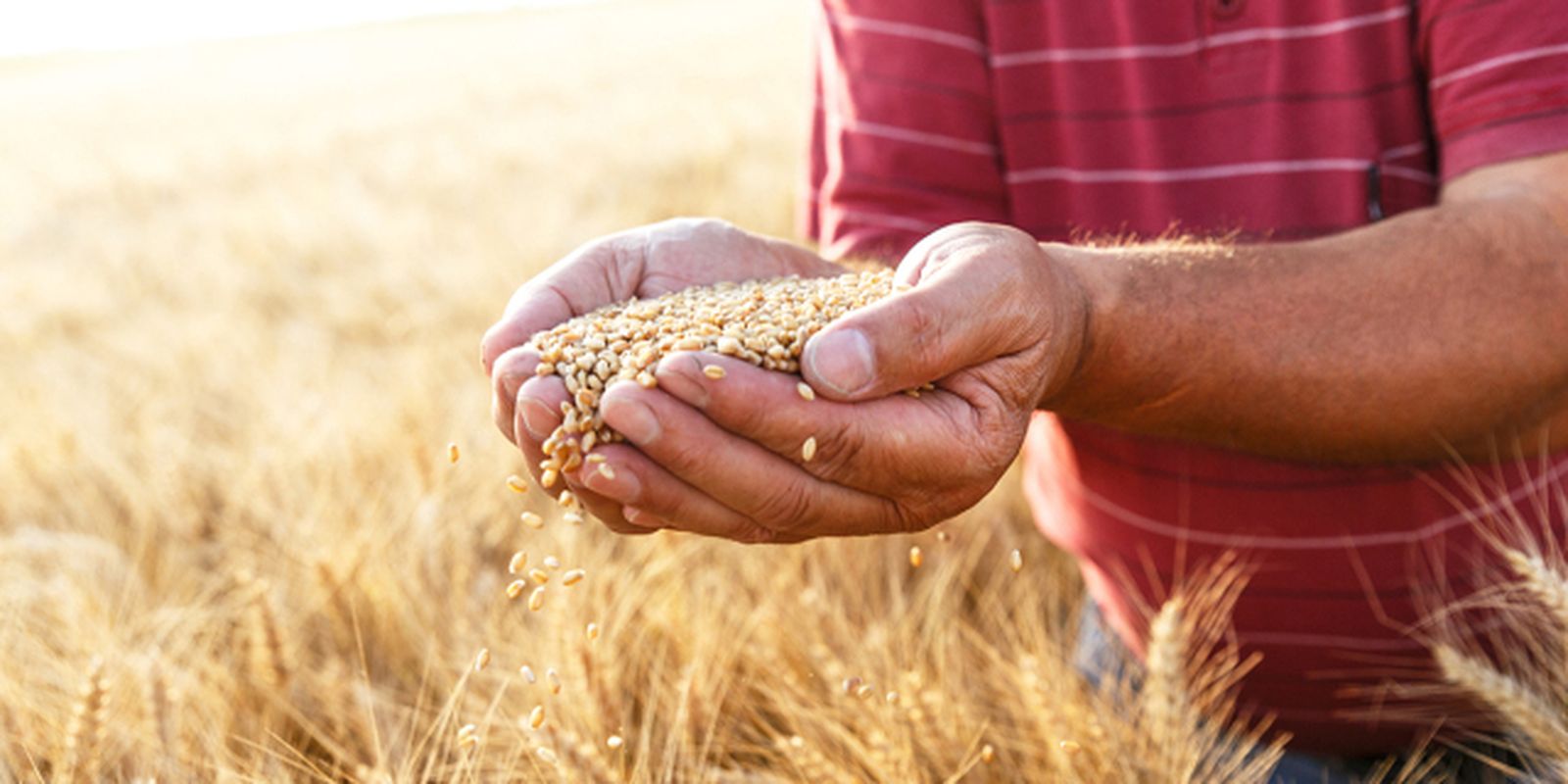 Queremos "ver" a Jesús, pero el de los evangelios