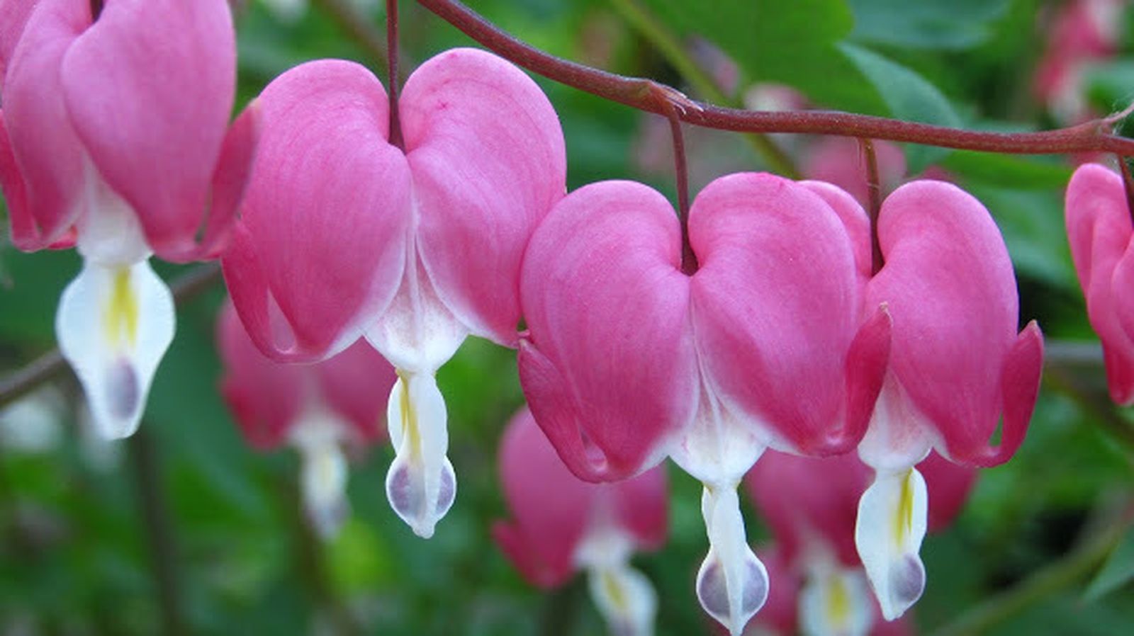 Cuaresma, tiempo de reconciliación