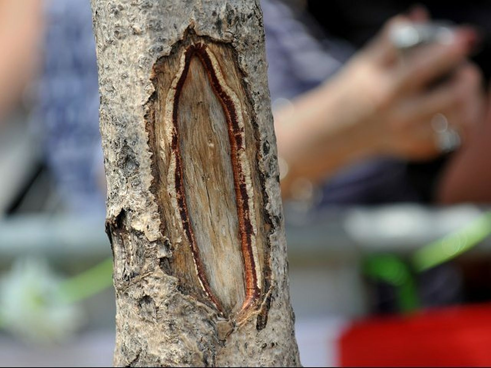 La Virgen del árbol