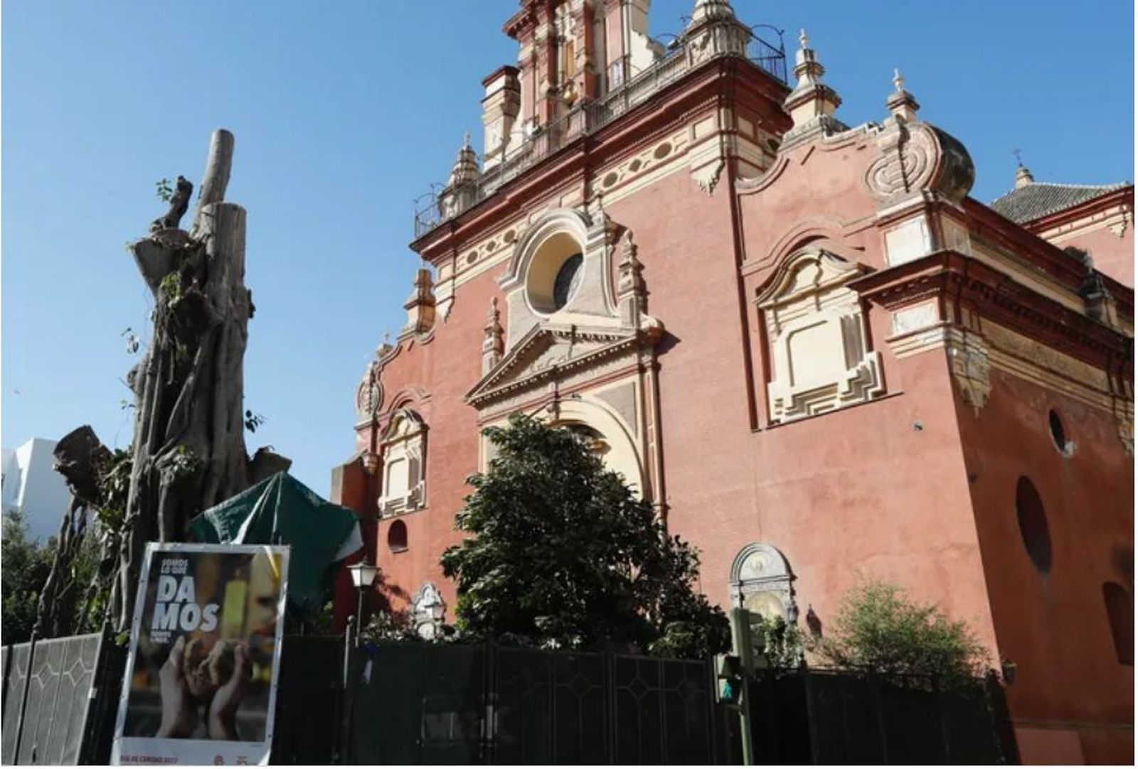 El ficus centenario de Sevilla, podado