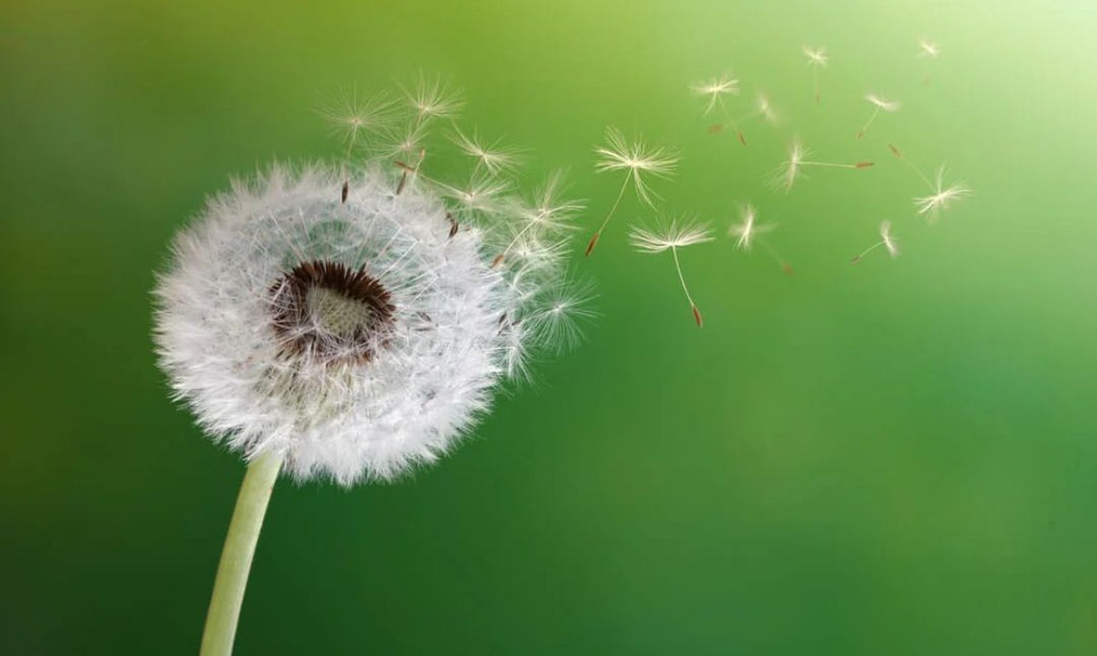 La respuesta está en el viento
