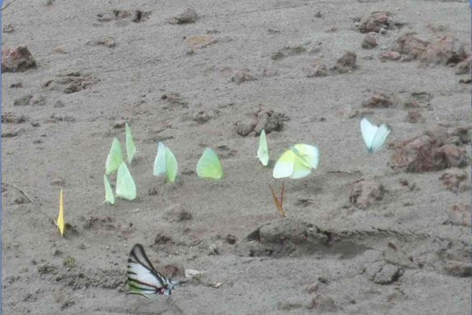 40 días navegando con Laudato Si en la Querida Amazonía