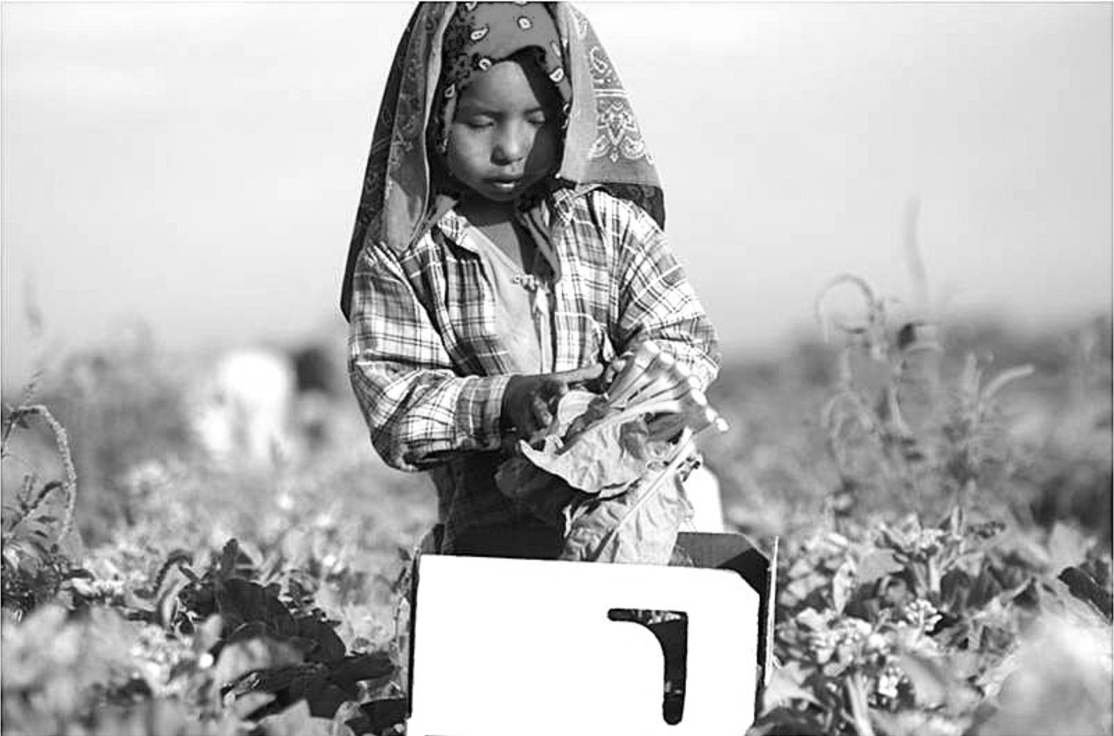 Un niño trabajando en el campo