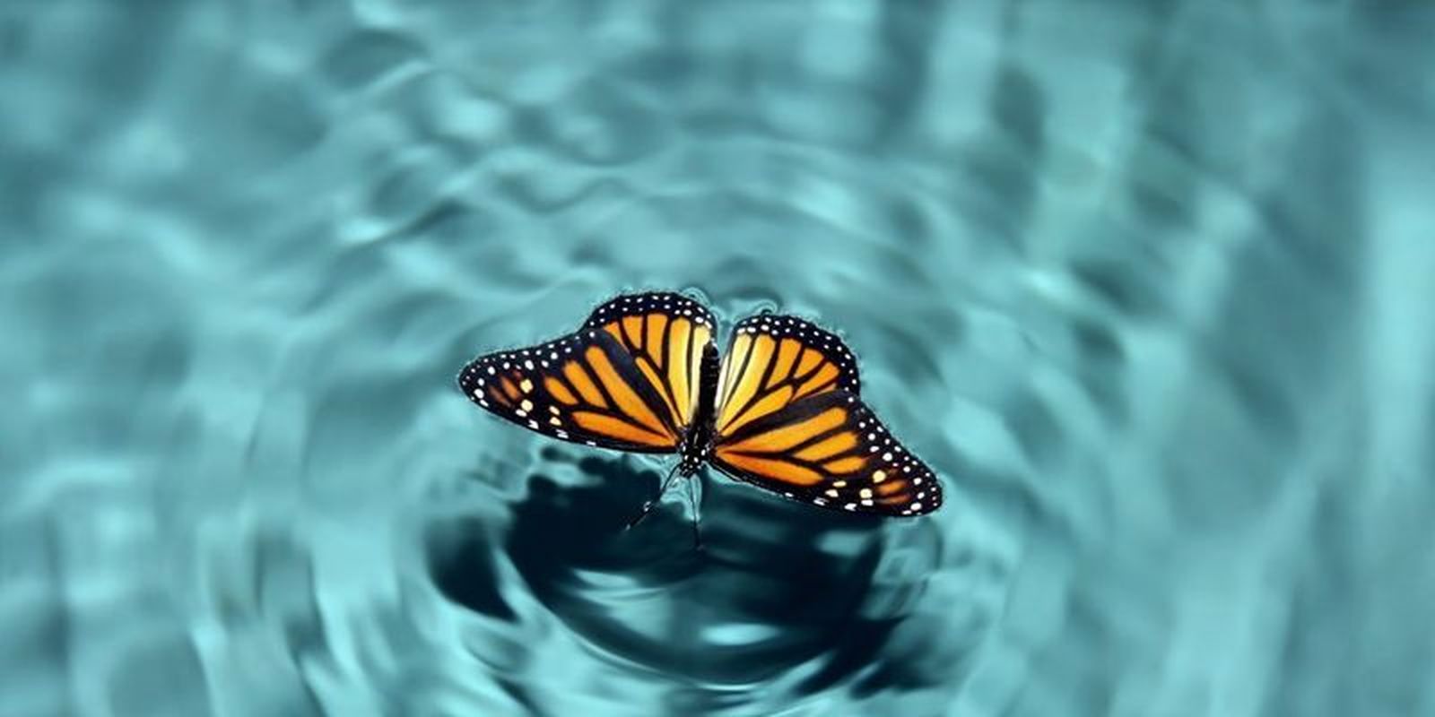 El 'efecto mariposa'