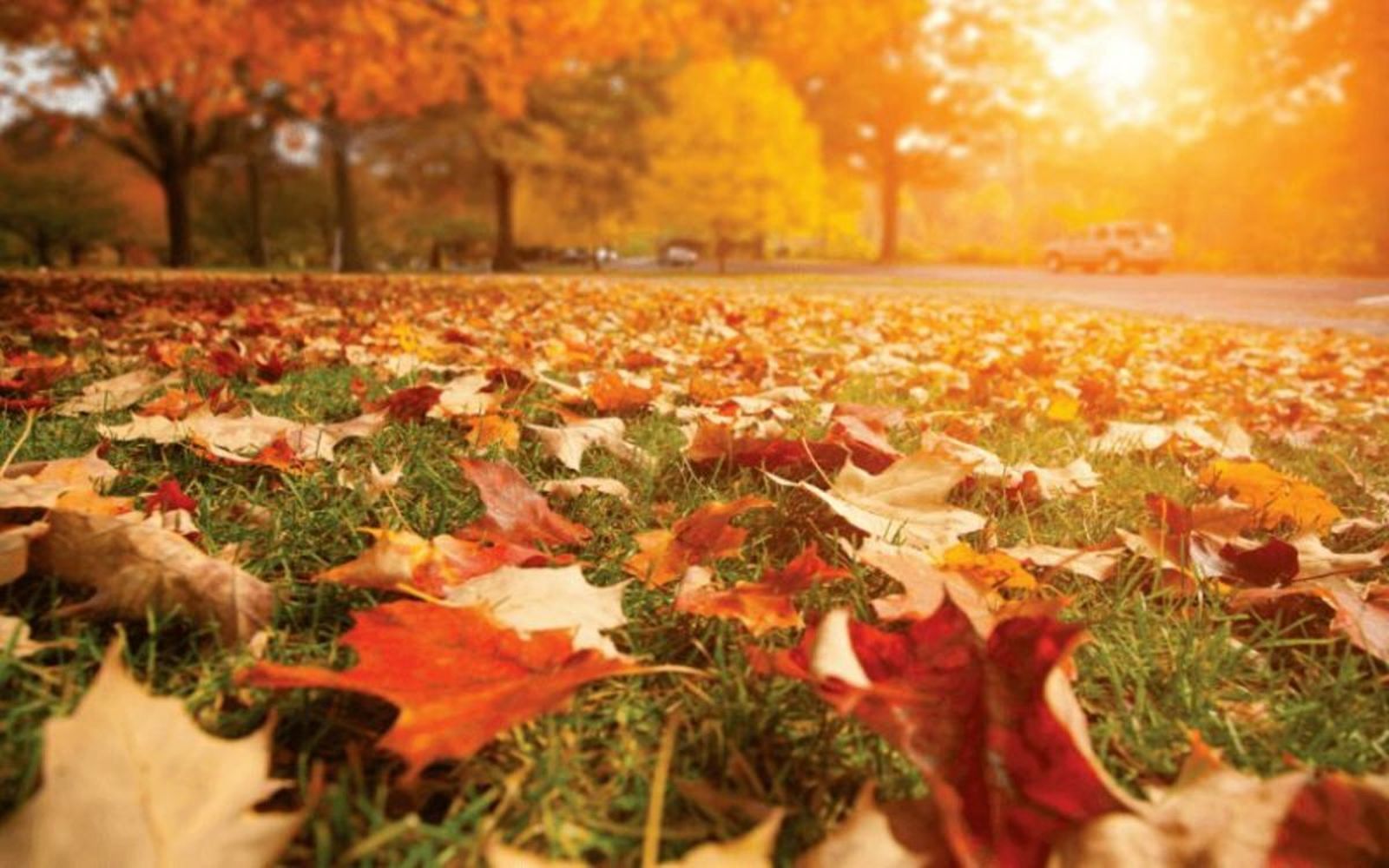 Otoño y renovación