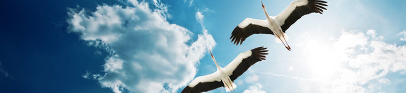 coelos-ascendit-stanford