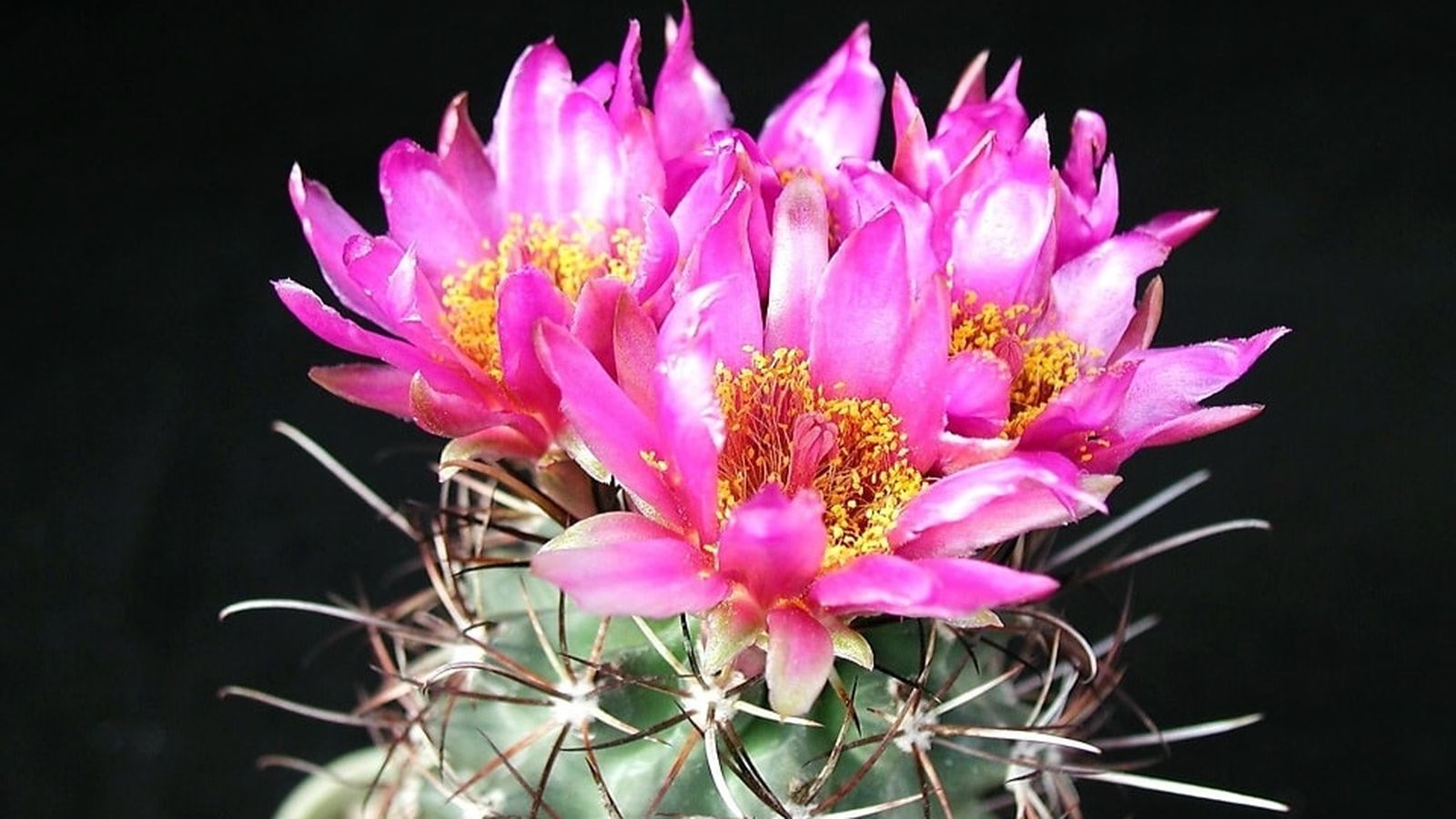 Flor de cactus
