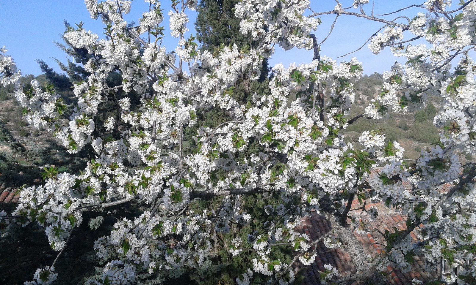 Camino de Luz, tercera etapa