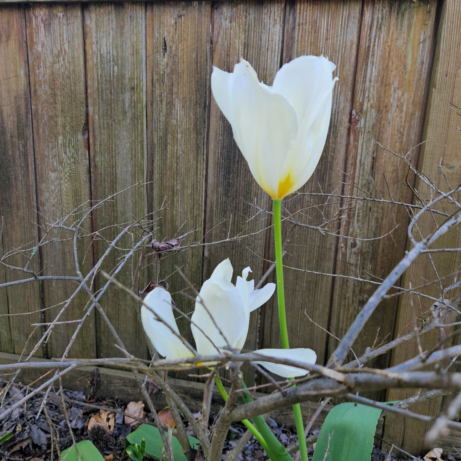 8 de noviembre: Año de oración