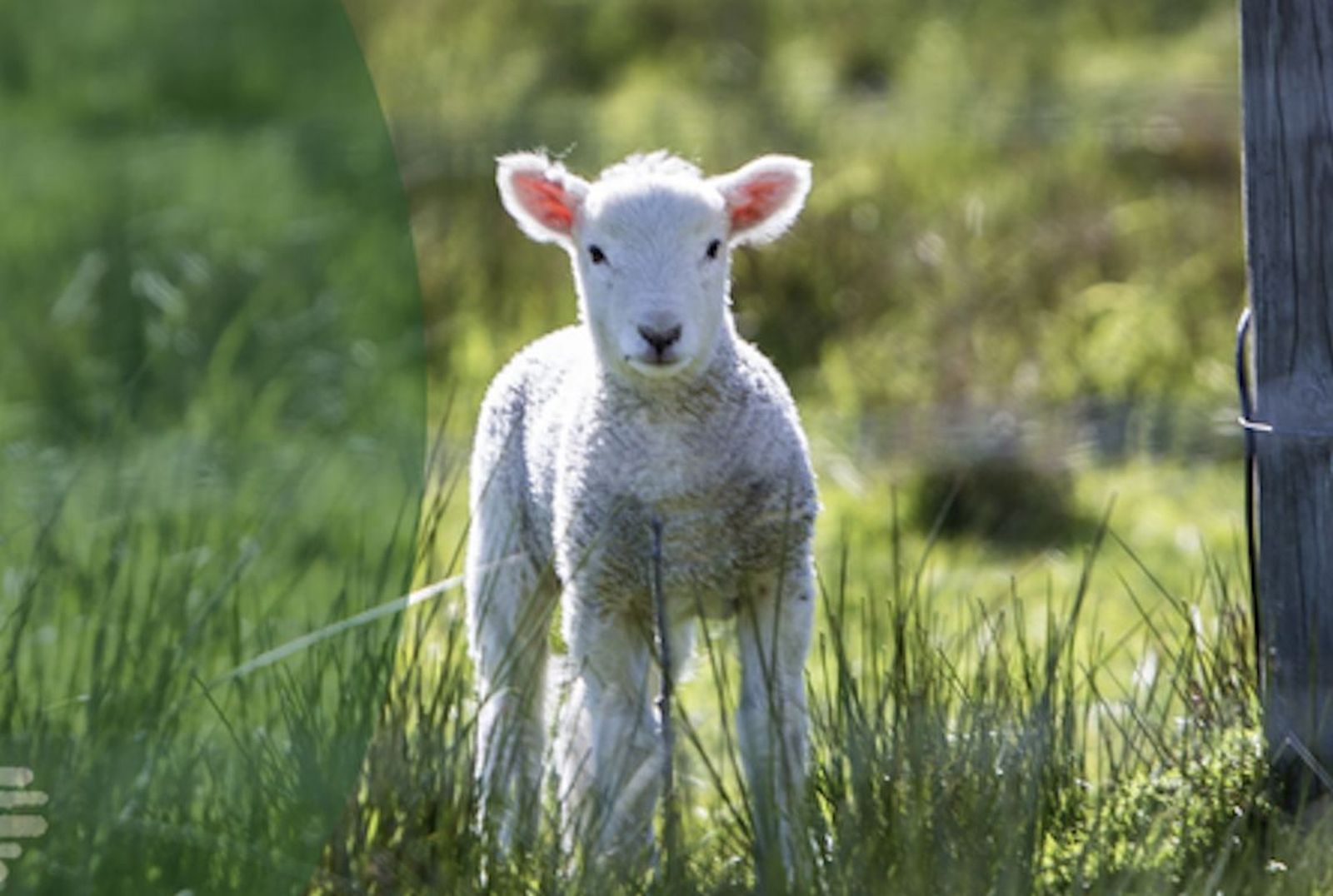 Como oveja sin pastor