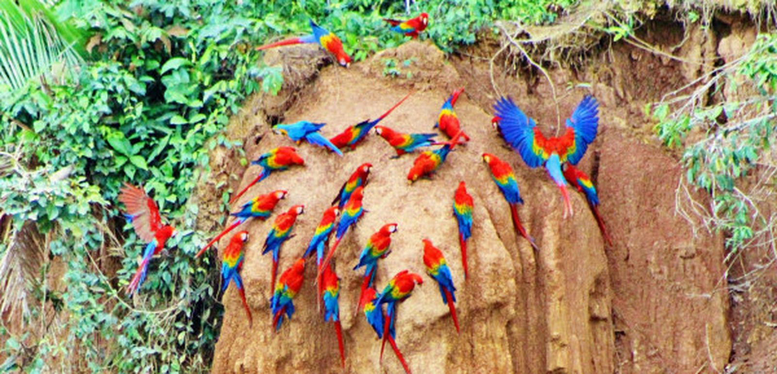 Los papagayos de la selva