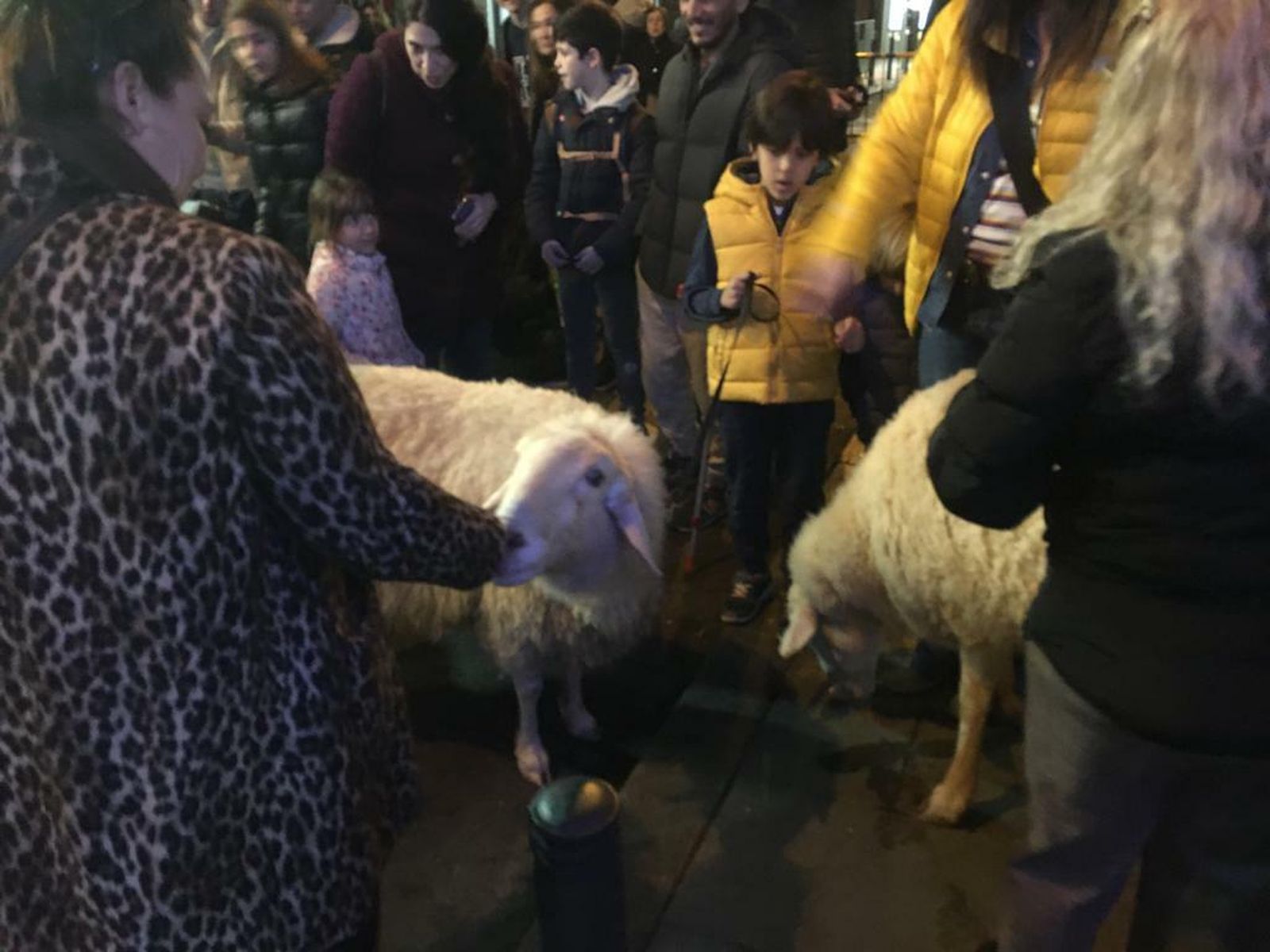 La ovejas, en San Antón