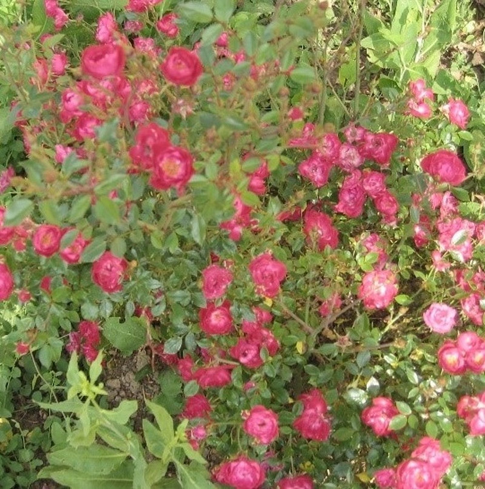 6 de Mayo: Mes de María