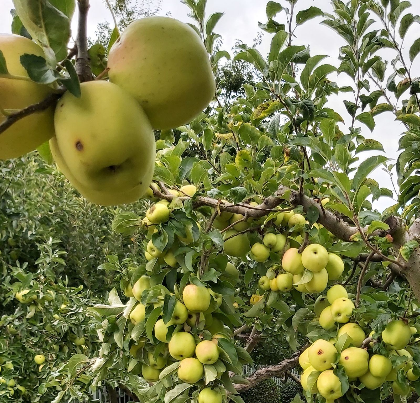 IV Martes de Cuaresma