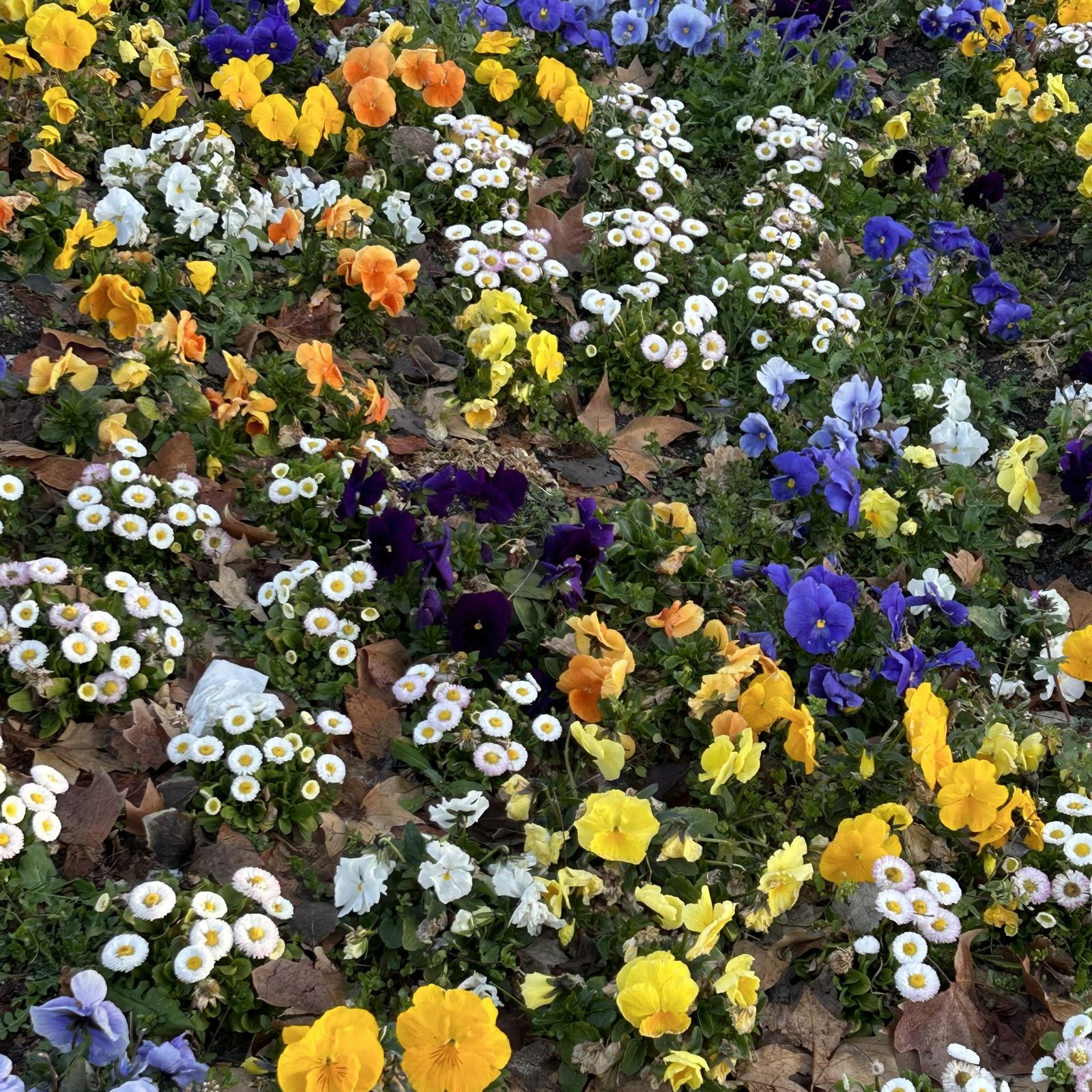 Se rompió la noche con su Luz ... el pregón pascual de un joven