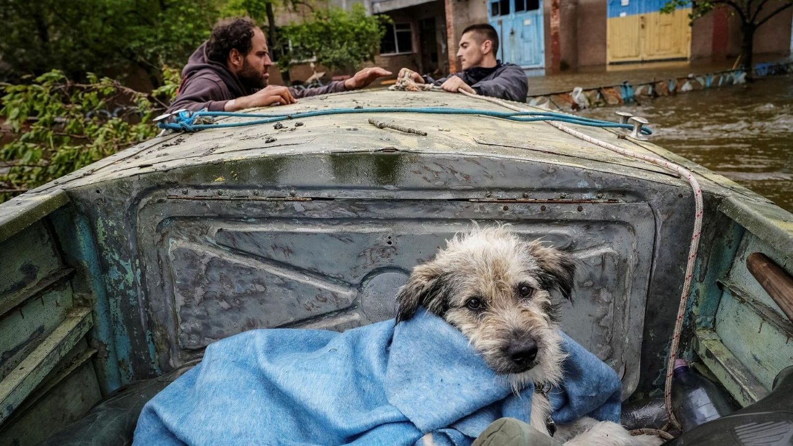 Voluntarios evacuan a un perro de una zona inundada tras la rotura de la presa de Nova Kajovka