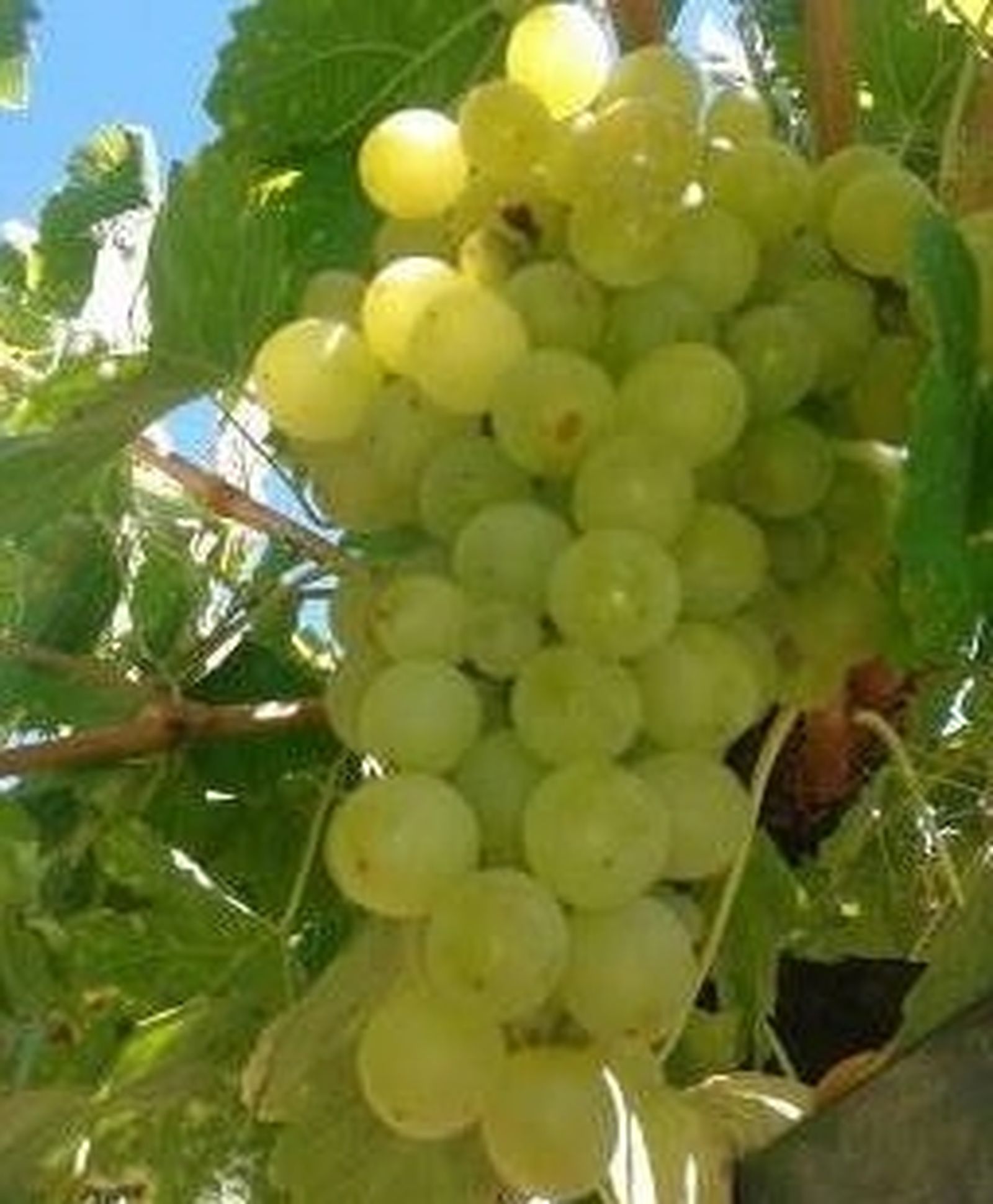 XXV Domingo del Tiempo Ordinario