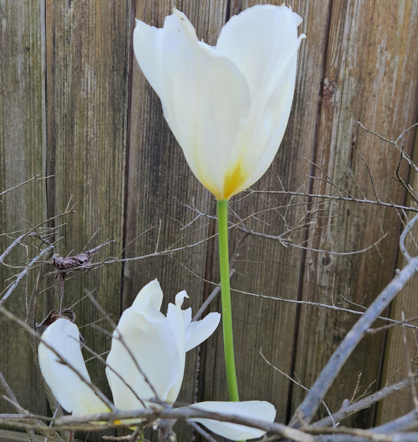 Tulipán balnco