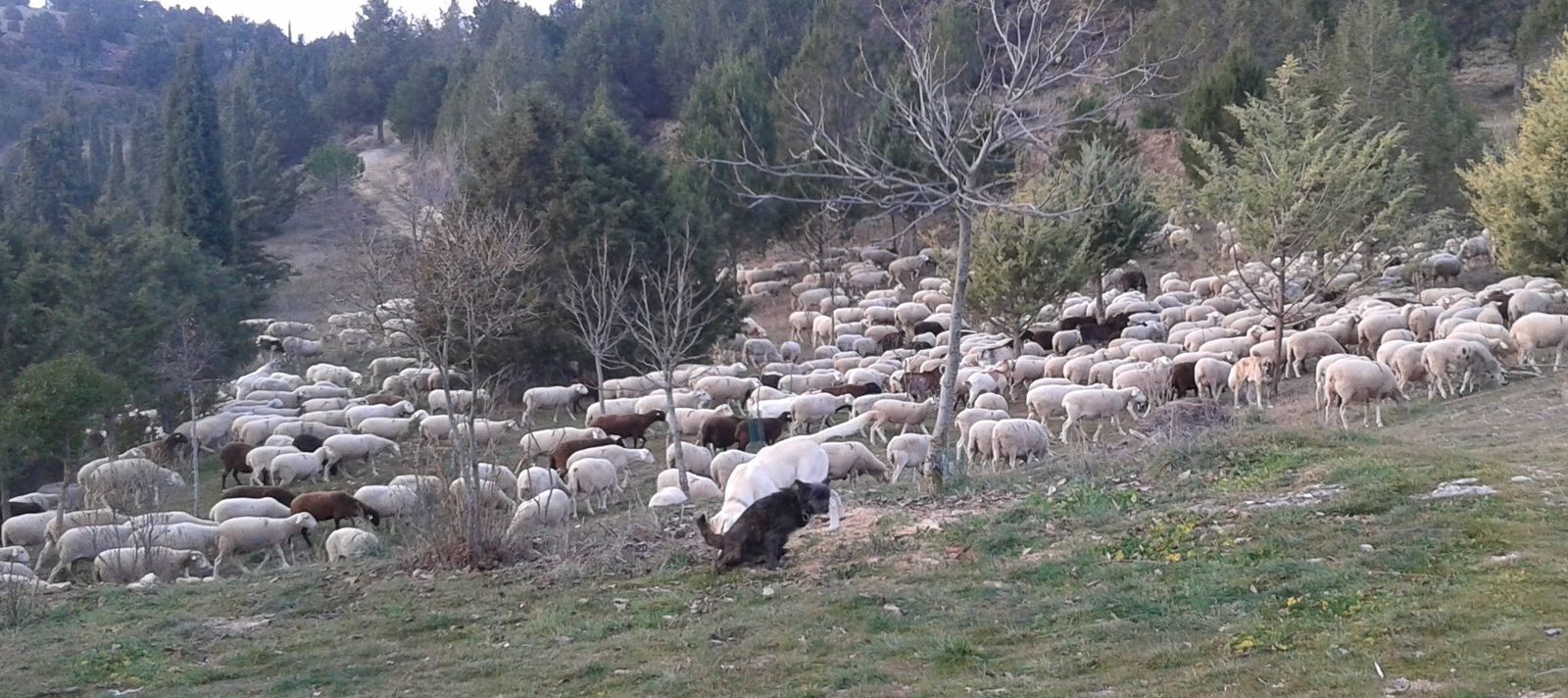 22 IV Domingo de Pascua