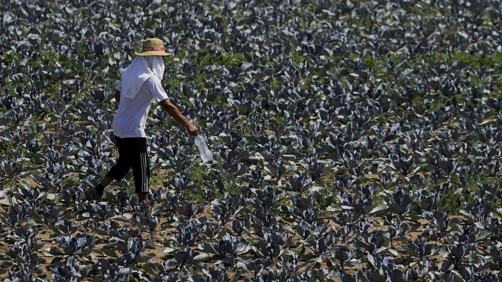 Trabajadores al sol