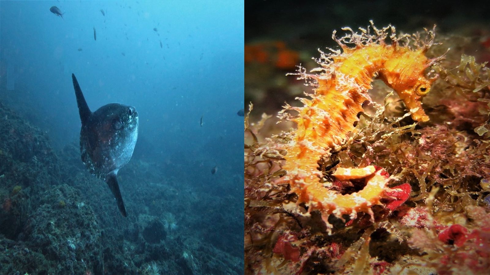 Fondo del mar. Javisub
