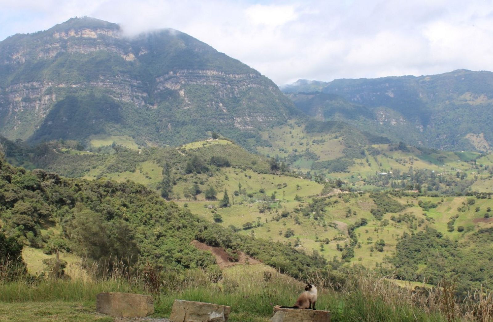 La gata y el ermitaño