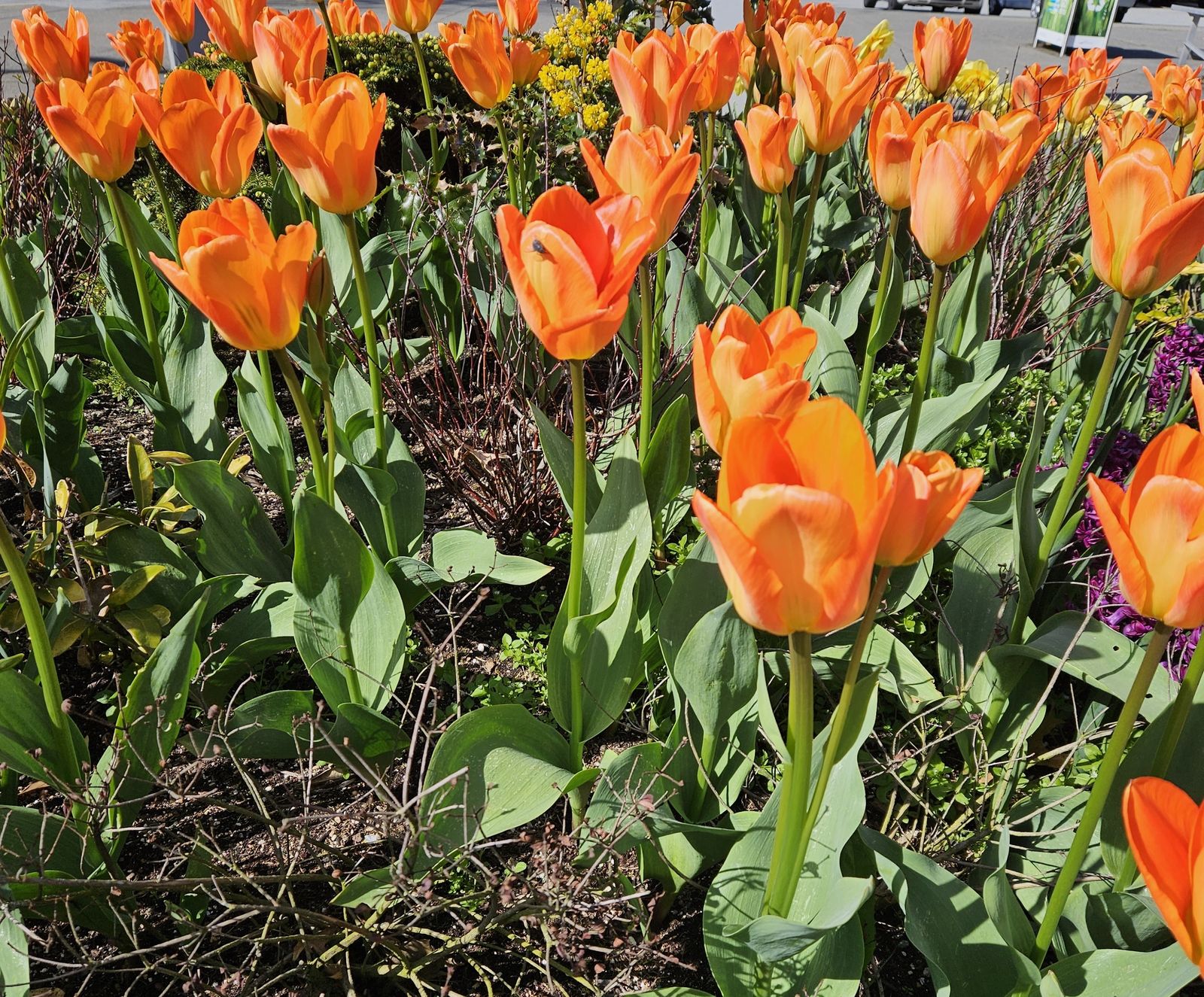 1 de Mayo: Mes de María