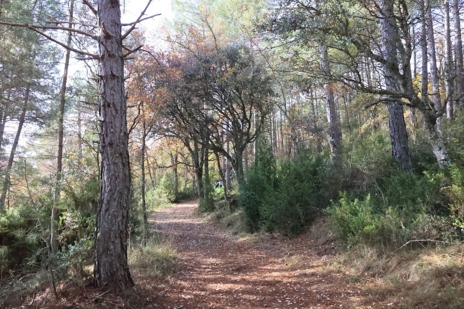 15 de diciembre: III Lunes de Adviento